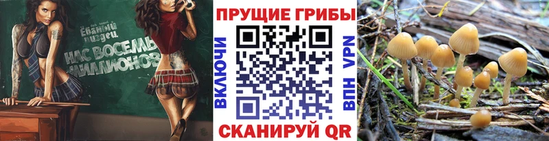Галлюциногенные грибы прущие грибы  Купить  Козельск 